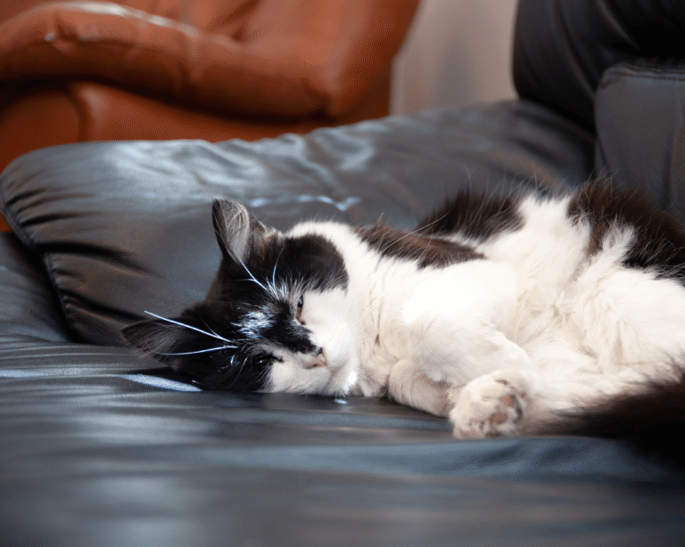 Huskatt sover på soffan i allrummet