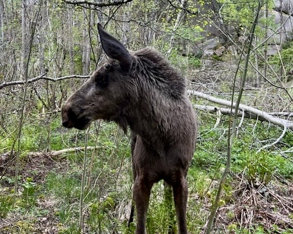 älgkalv under skogspromenad